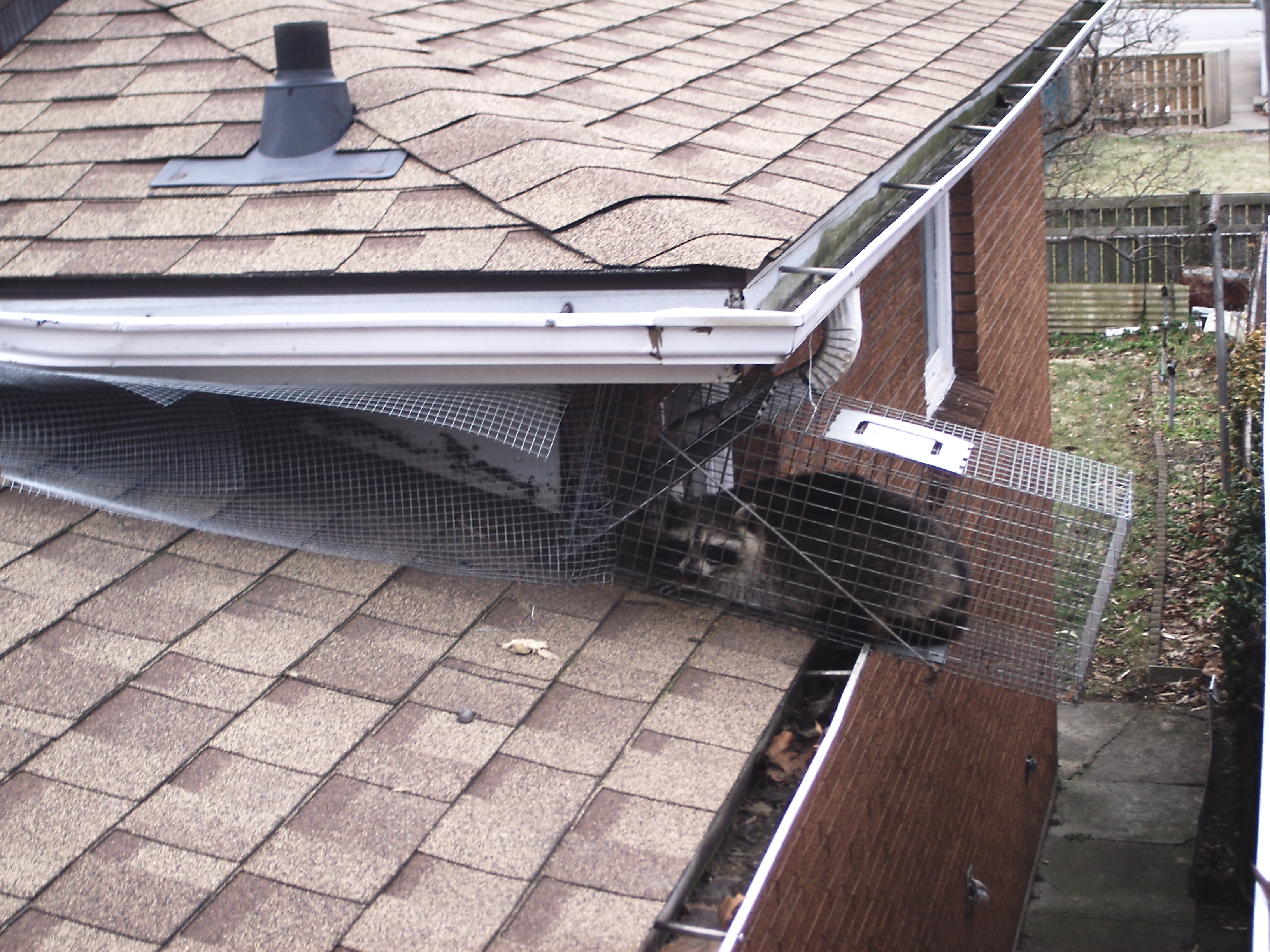 Racoon on Roof