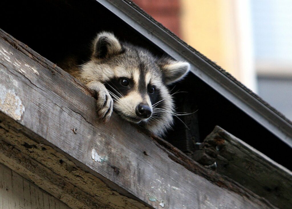 wildlife removal of raccoons from your home by Pro Trap Animal Removal & Pest Control in Southwestern Ontario
