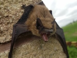 bats - Pro Trap Wildlife & Pest Management big brown bats removed by Pro Trap Animal Removal & Pest Control in Southwestern Ontario