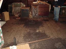 rodent feces in the attic cleaned and removed by Pro Trap Animal Removal & Pest Control in Southwestern Ontario