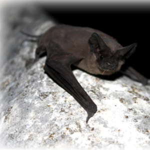 Brown-bat-sitting-on-the-tree-branch-400x400-2 removed by Pro Trap Animal Removal & Pest Control in Southwestern Ontario