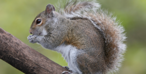 easter-grey-squirrel-removal-by-Pro Trap Animal Removal & Pest Control in Southwestern Ontario
