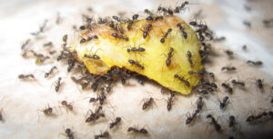 ants-for-pest-control-and-pest-management-by-Pro Trap Animal Removal & Pest Control in Southwestern Ontario