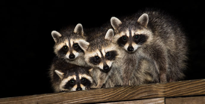 When-Should-I-Call-For-Wildlife-Removal-Services