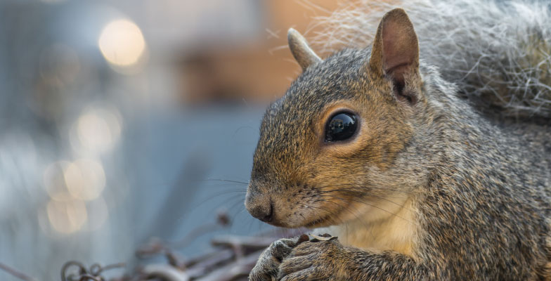 squirrel-in-windsor-essex-county-and-chatham-kent