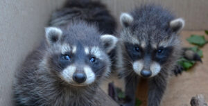 4-Ways-to-Get-Rid-of-Raccoons-Living-In-Your-House