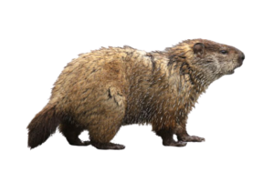 groundhog removal
