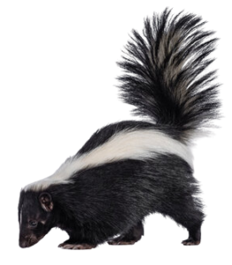 skunk removal