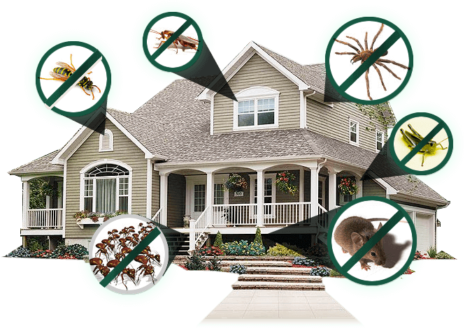 home pest control Windsor