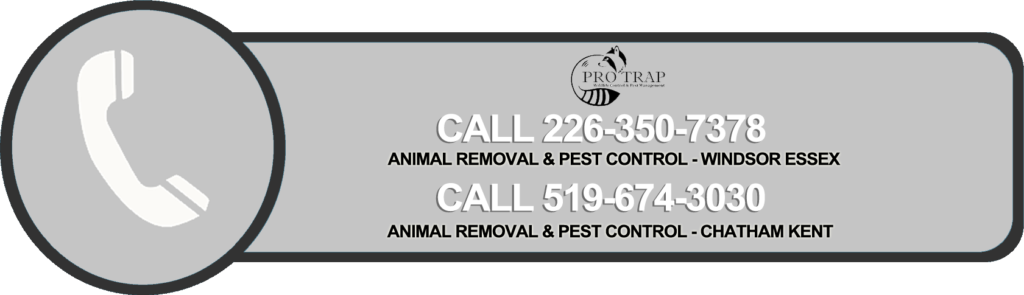 Animal Removal and Pest Control Company