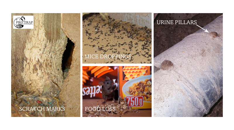 Common Signs of Rodents in your Home