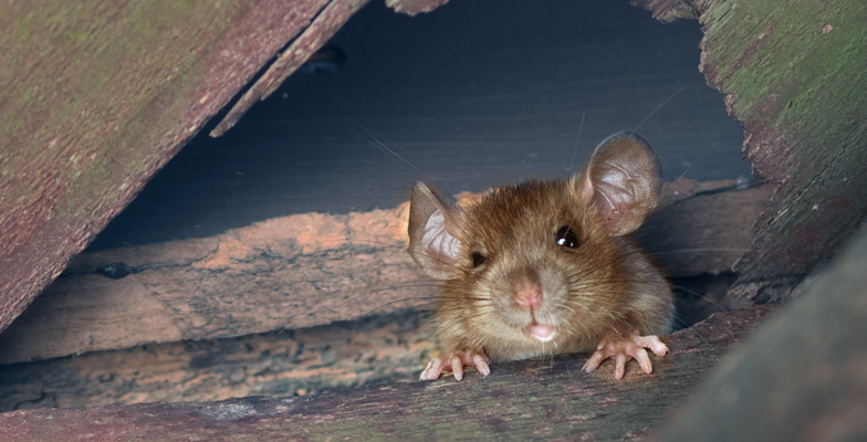 Problems Rodents and Mice Create in your home