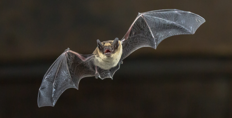 How to Get Rid Of Bats From Your Home?