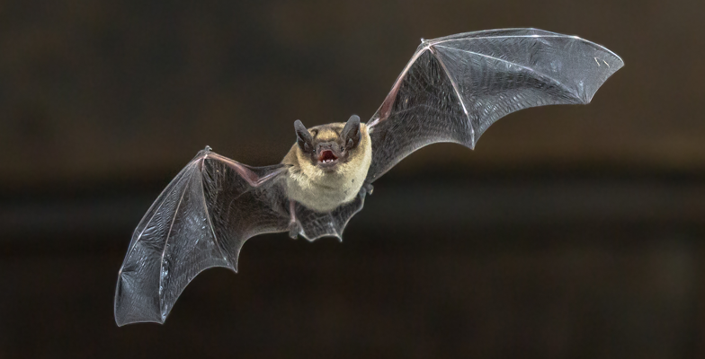 How to Get Rid Of Bats From Your Home? - Pro Trap Wildlife & Pest