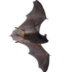 Brown-Bat-BG-237x237-1png