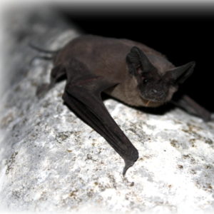 Brown-bat-sitting-on-the-tree-branch-400x400-2-300x300-1png