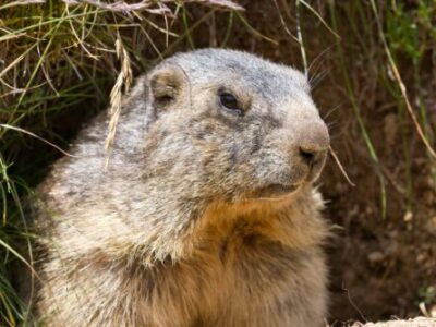 Ground-Hog-e1581614994621-400x300-1jpg