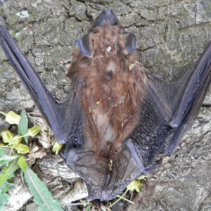 Large-Brown-Bat-on-tree-trunk-300x300-1png