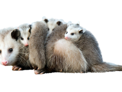 Opossum-BG-400x300-1png