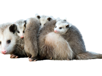 Opossum-BG-400x300-1png