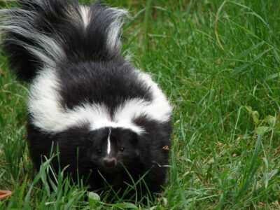 Skunk-400x300-1jpg