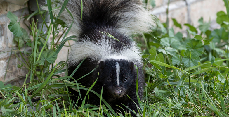What to do about Skunk Problems Around Buildings