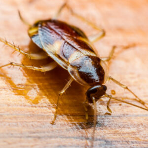 american-cockroach-300x300-1jpg