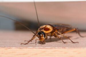 american-cockroach-hiding-under-a-plate-300x200-1jpg