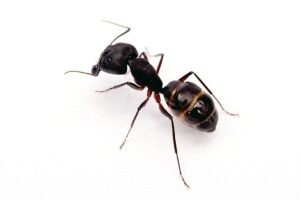 ants-300x200-1jpg