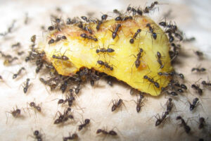 ants-for-pest-control-and-pest-management-by-pro-trap-2-300x200-1jpg