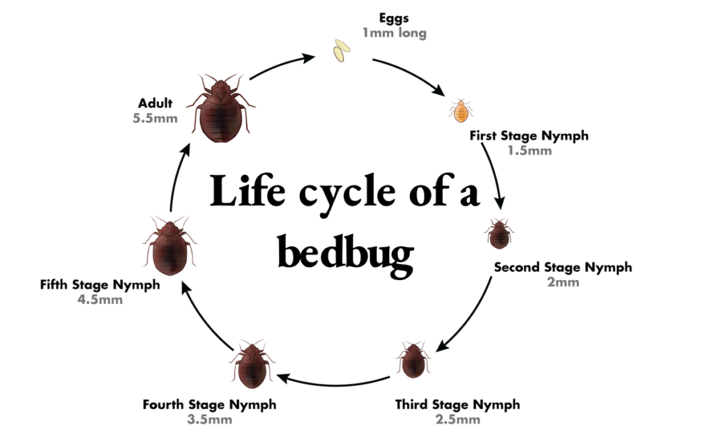 bed-bug-life-cycle-1024x640-1png