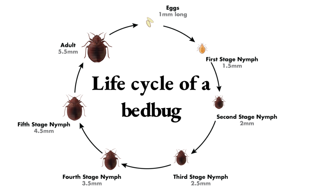 bed-bug-life-cycle-1024x640-1png