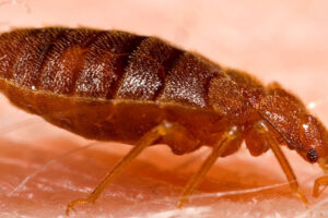 bed-bugs-extermination-and-control-by-Pro-Trap-300x200-1jpg
