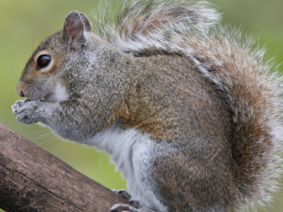 easter-grey-squirrel-removal-by-pro-trap-400x300-1png