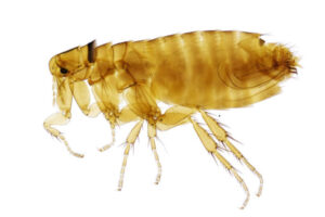 flea-extermination-and-control-by-Pro-Trap-300x200-1jpg