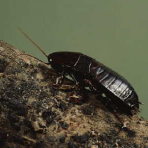 oriental-cockroach-PRO-TRAP-PEST-CONTROL-SERVICES-300x300-1jpg