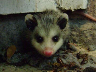 possum-hiding-in-the-house-400x300-1jpg