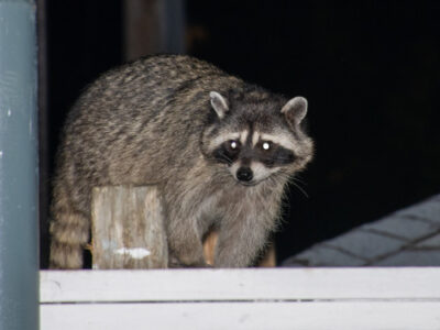 raccoon-on-the-top-of-a-fence-400x300-1jpg