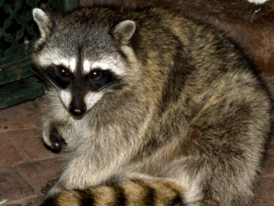 raccoon-removal-by-pro-trap-400x300-1png