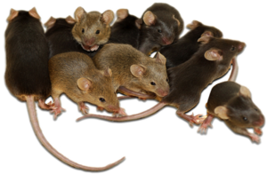 rodent-mouse-rat-300x196-1png