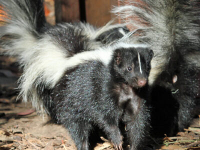 skunk-removal-by-pro-trap-2-400x300-1jpg