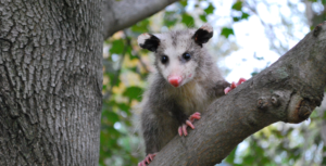 Are Opossum dangerous