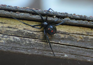 Black Widow Spider