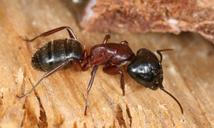 Carpenter Ants