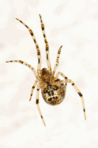 Common House Spider