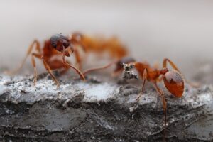 Fire Ants