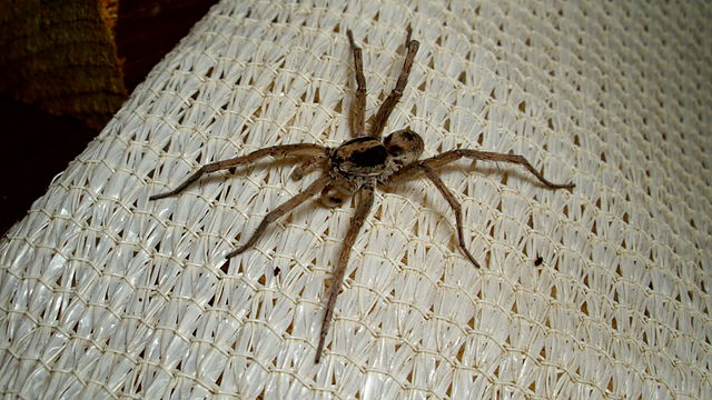 Wolf spider