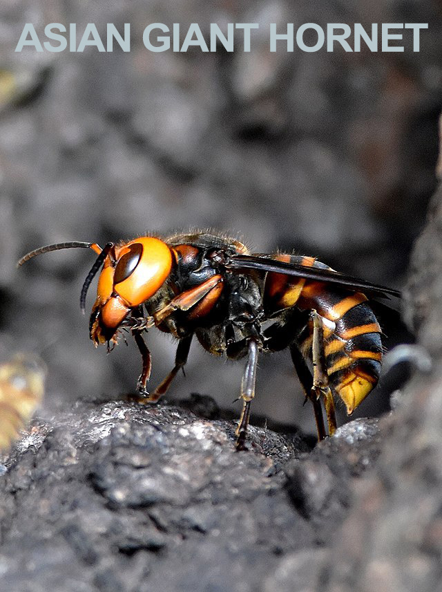 Asian Giant Hornet