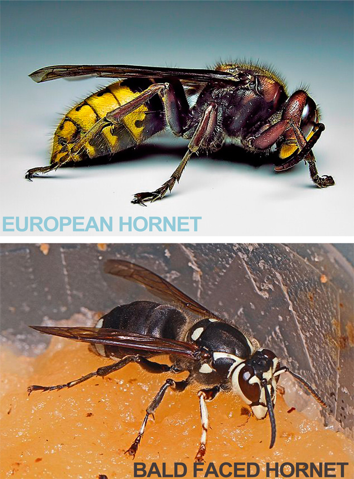 Bald faced Hornet and European Hornet