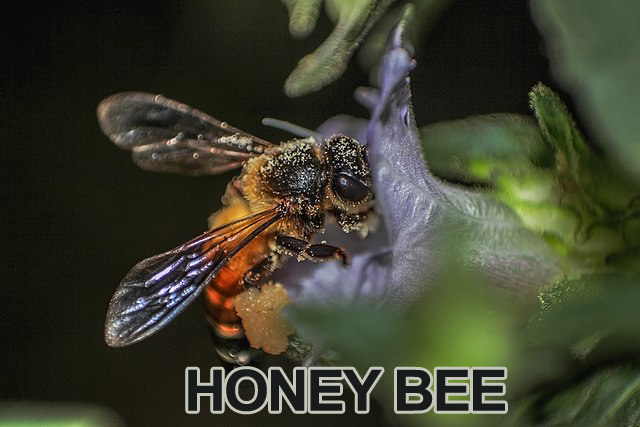 Honey Bee